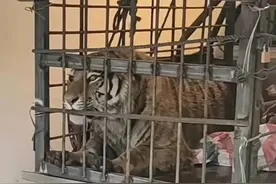 东北虎闯入村庄后续：被扑伤女子已出院图片