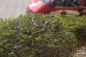 大理一小区绿化带现长约2米大蛇，好怕怕图片