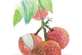 水果中蕴含的中医智慧：荔枝图片