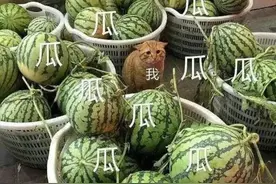 瓜可以吃，籽必须留下！上海人曾经是这么吃瓜的图片
