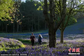 英国山坡开满蓝色风铃草 如漫步童话世界图片