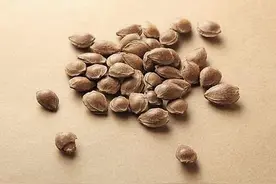 南杏仁北杏仁到底有什么区别？图片