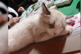 52秒｜萌化了！3个多月大布偶猫咪头枕麻将呼呼大睡 主人：从小听习惯了视频封面