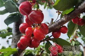 云南通海：车厘子抢鲜上市图片
