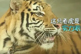 动物演员诞生记视频封面
