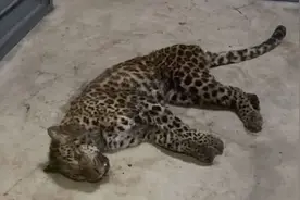 杭州野生动物世界“瞒豹”，只认“金钱”不识“豹”？图片