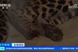 “第二只外逃豹子后掌疑断裂缺失”上热搜，当地宣传部：不存在这一情况图片