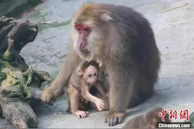 动物母子的母亲节图片