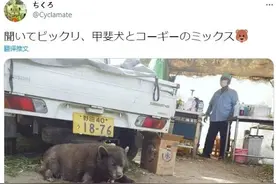 柯基+甲斐犬，狗子长成了熊的模样？柯基的小短腿基因，真的太强了图片