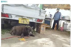 柯基+甲斐犬，狗子长成了熊的模样？柯基的小短腿基因，真的太强了图片