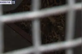 被捕金钱豹现状如何？园方丢了豹还“瞒豹”，如何追责？图片