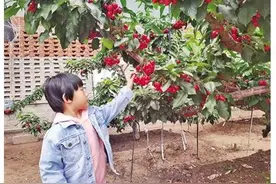 阿荣旗：又到樱桃成熟季 体验采摘正当时图片