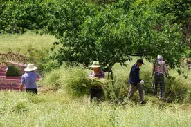 社区那些事｜割了油菜荚还榨成了油？杭州一小区业主把生活过成了诗图片