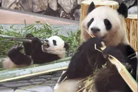 产下10只幼崽的旅日大熊猫“良滨”收到母亲节礼物图片