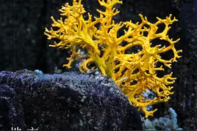 「云南生物多样性数字化百科图谱」地衣·金丝刷：生于枯木，绚烂如花图片