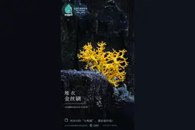 「云南生物多样性数字化百科图谱」地衣·金丝刷：生于枯木，绚烂如花图片