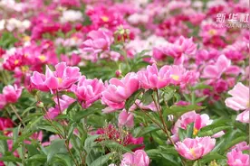 河南商丘：芍药花开迎客来 扮靓乡村促增收视频封面
