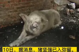 汶川地震“猪坚强”已入弥留，曾掩埋36天奇迹存活图片