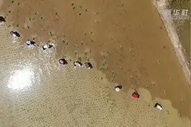 河南光山：雨生百谷夏将至 又是一年插秧季视频封面