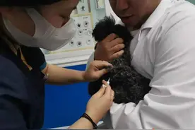 增至41家，哈尔滨这些地方能给狗狗办“身份证”，详细地址↘图片