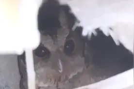 猫头鹰墙缝筑巢育雏，施工队划片保护局部停工：只守护不打扰图片