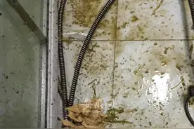 厕所反涌粪水！蚌埠一市民新房入住不到一年被淹两次 物业：无法杜绝图片