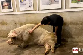 将满14岁的猪坚强现状咋样？封面新闻记者替你去看了看图片