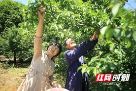 青梅见证40年姻缘 沅江夫妻留下青梅苗渐成幸福果图片