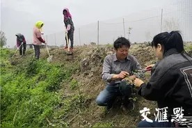 生景又生“金”！荒圩种上花椒树，村民有了增收路图片