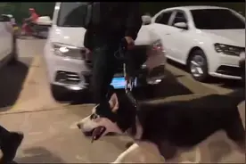 哈士奇警犬巡逻满脸不情愿，训导员：它平时只搞宣传，不抓人图片