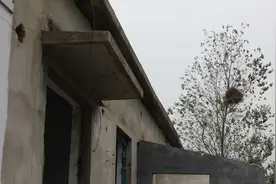泰山石商贩解“石”归田转型记图片