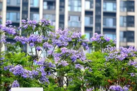视频丨邂逅五月浪漫 成都迎来蓝花楹最美花期图片