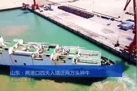 山东：两港口四天入境近两万头种牛视频封面