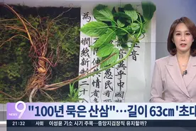 韩国大妈山上挖出百年野人参：个头大 估价9000万韩元图片