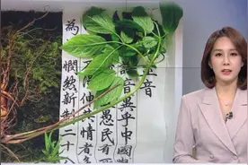 长63厘米！韩国大妈挖到百年野人参，估价约合人民币52万元图片