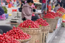 今年的“正版”汶川樱桃上线！成都出发2.5小时，采摘1-2日游安排图片