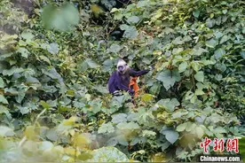 中国首获濒危物种白头叶猴全基因组序列图片