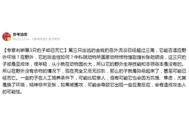 最后一头外逃金钱豹生存堪忧，但野生的不好惹，今天带你分辨6种“豹”图片