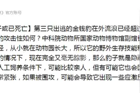 最后一头外逃金钱豹生存堪忧，但野生的不好惹，今天带你分辨6种“豹”图片