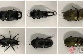 昆明海关在邮递渠道截获10只活体甲虫图片