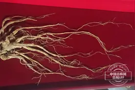 中国品牌日丨咱们吉林馆的“镇馆之宝”不一般，估价至少千万以上图片