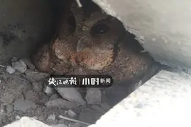宁波一施工队装修酒店，在水泥砖缝里发现正孵蛋的猫头鹰，接下来的举动太暖了图片