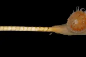 科学家在海底发现一种被认为已经灭绝的生物：海百合图片