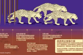 “瞒豹”的杭州野生动物世界，如何步步失守？图片