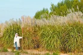 高清解码“多面手”芒草图片