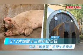512大地震十三周年纪念日 探访“猪坚强”感受生命奇迹图片