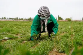 野菜种植成产业 铺就农民致富路图片