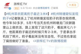 杭州金钱豹外逃24天，三只豹子的命运背后，隐藏哪些问题？图片
