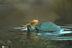 暖心一幕！印尼蜗牛坐在乌龟朋友头顶喝水图片