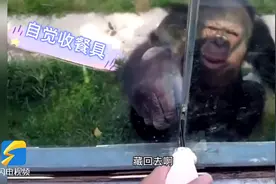 大猩猩自带吸管喝饮料，喝完后被游客“教育”：吸管赶紧藏起来图片